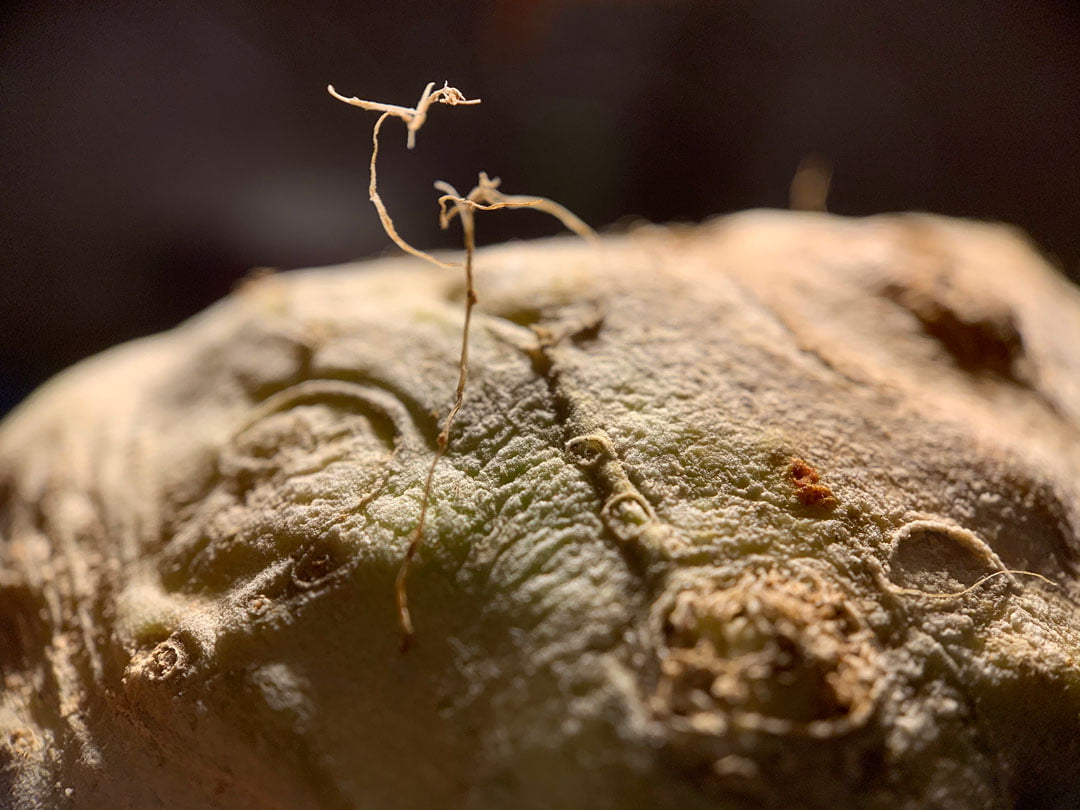 Macrofoto’s maken van knollen en uien