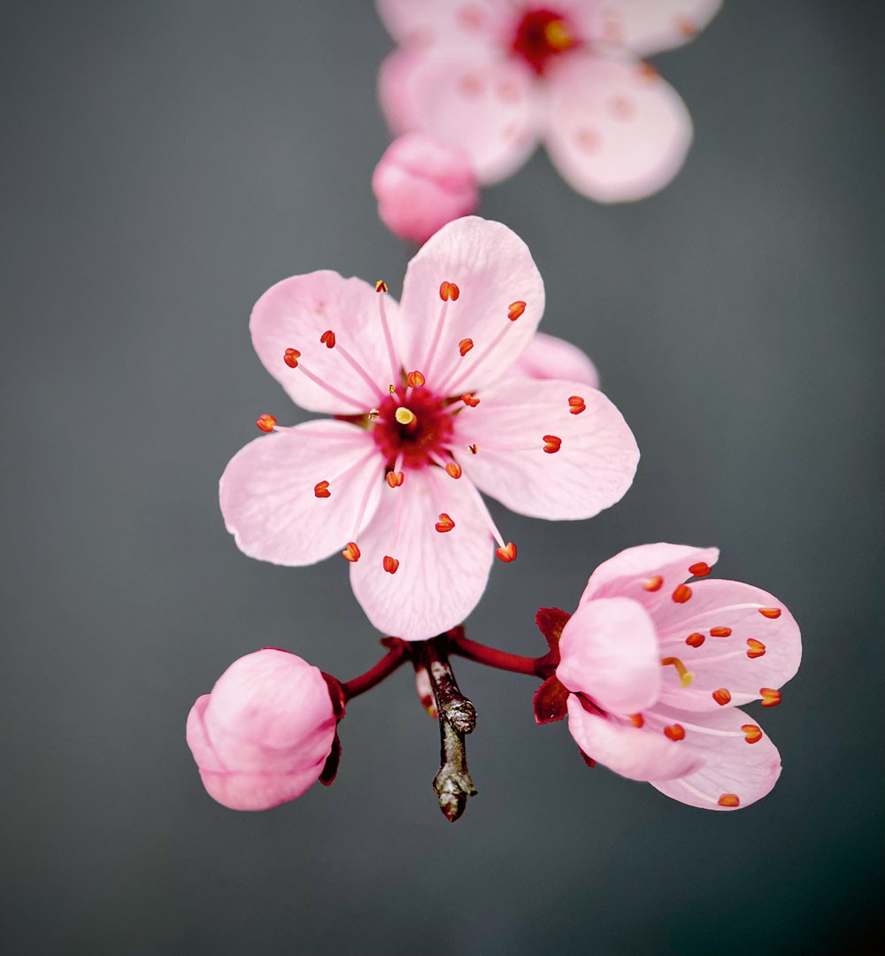 Bloemen fotograferen als foto-idee