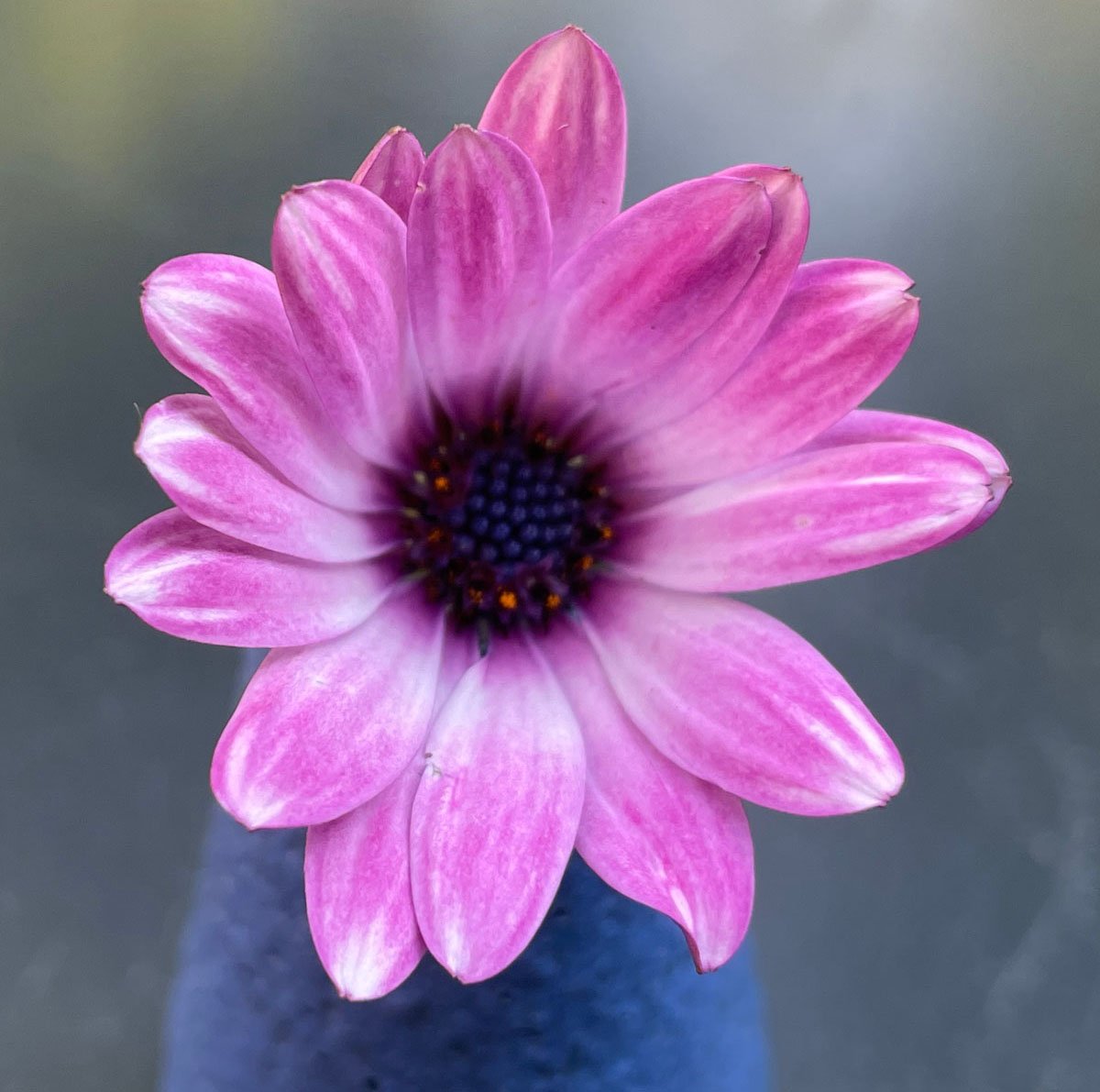 De originele foto met wazig bloemhart