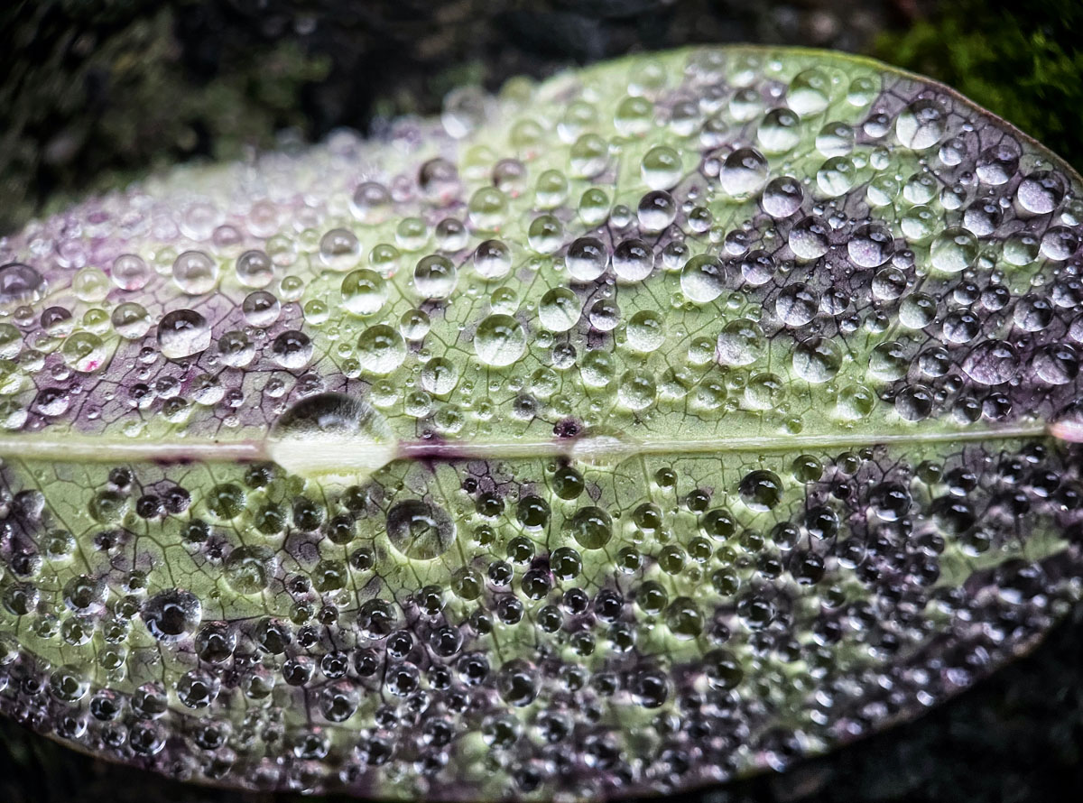 Macrofotografie met iPhone in de herfst