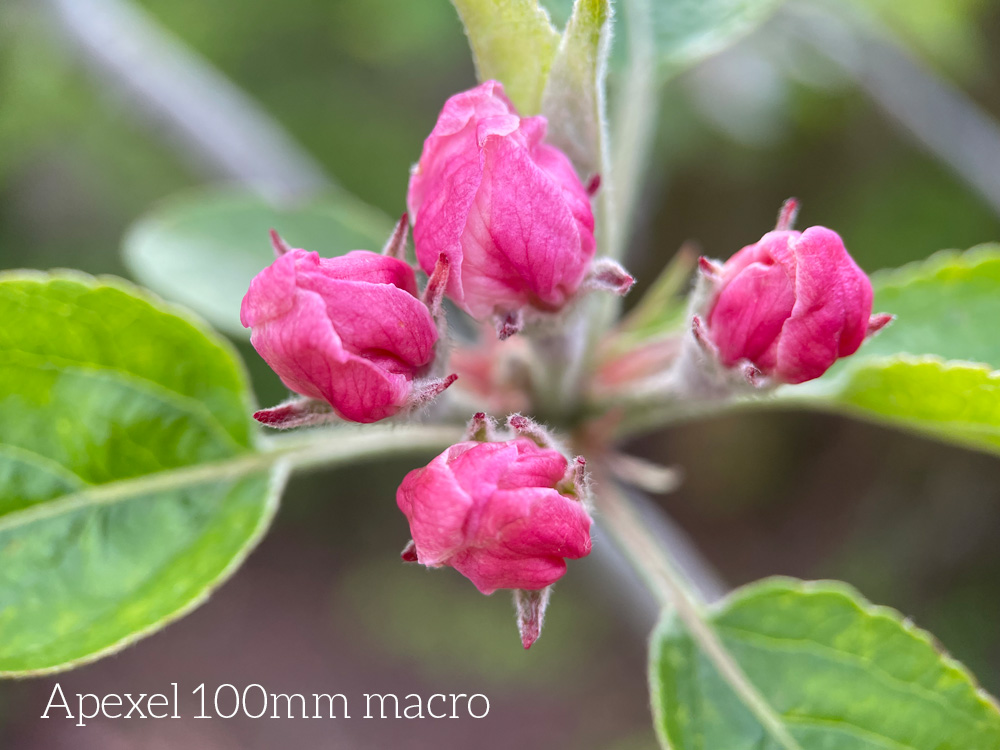 macrofotografie telefoon: voorbeeld oorbeeld van de Apexel 100mm macrolens