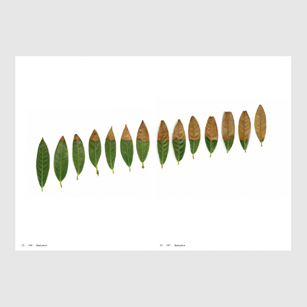 Book Of Plants - Afbeelding 2