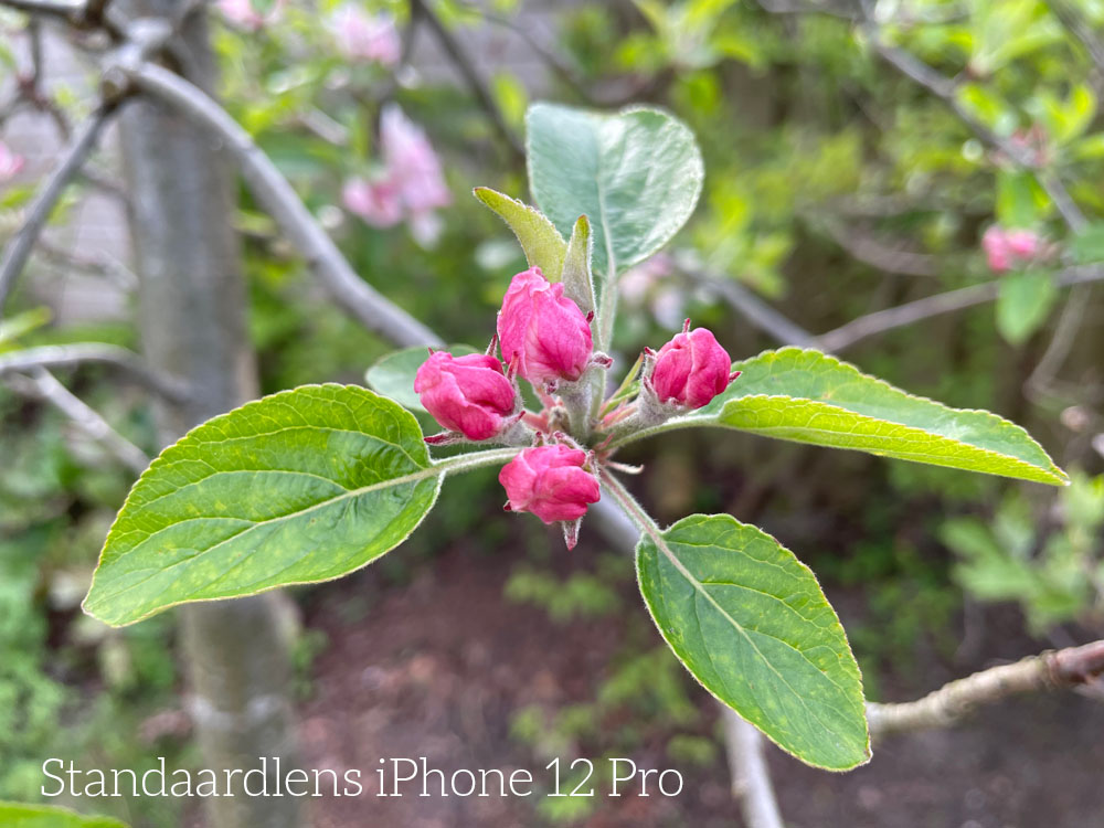 Foto met iPhone 12 Pro