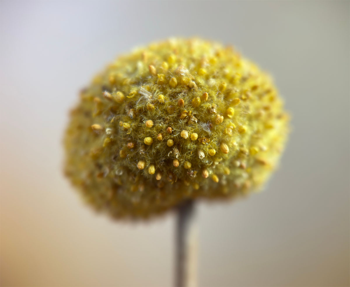 bloem met papier reflector