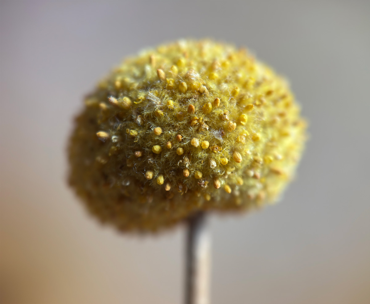 bloem zonder papier reflector