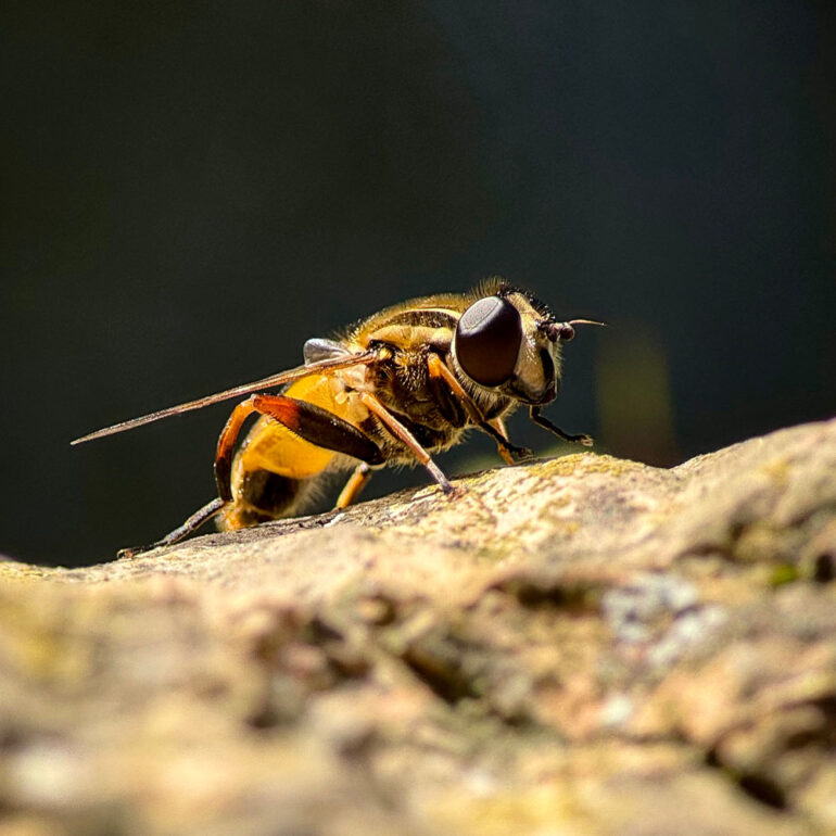 iPhone 15 Pro Reeflex macro 200mm