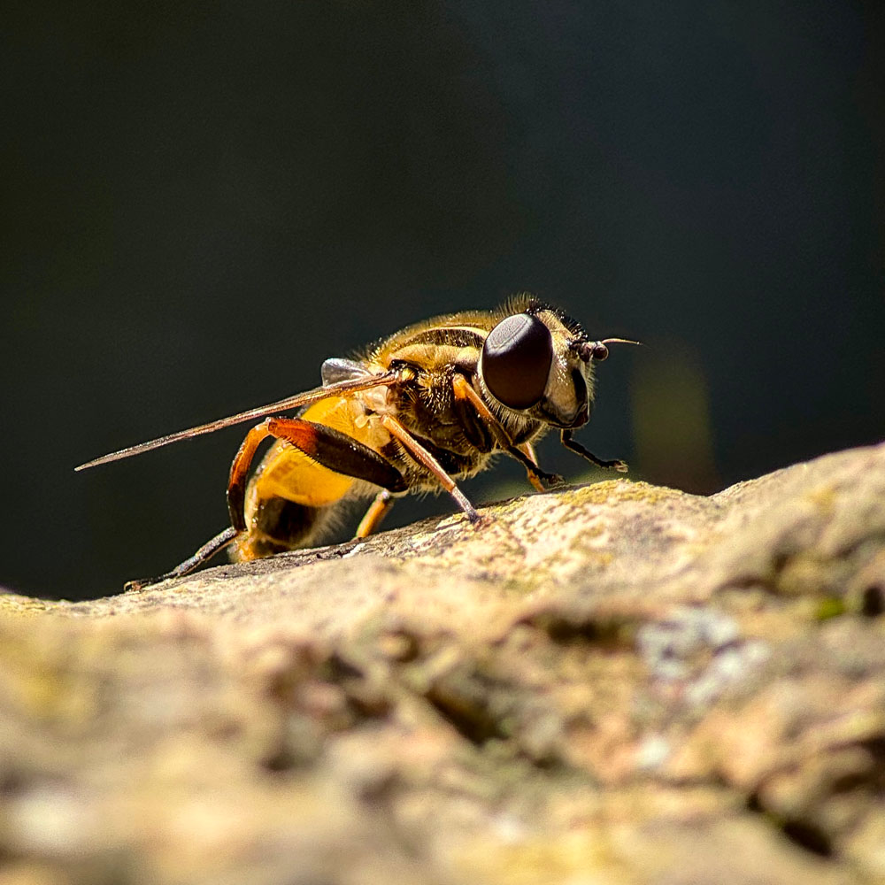 iPhone 15 Pro Reeflex macro 200mm