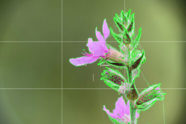 Focus peaking smartphone camera-app