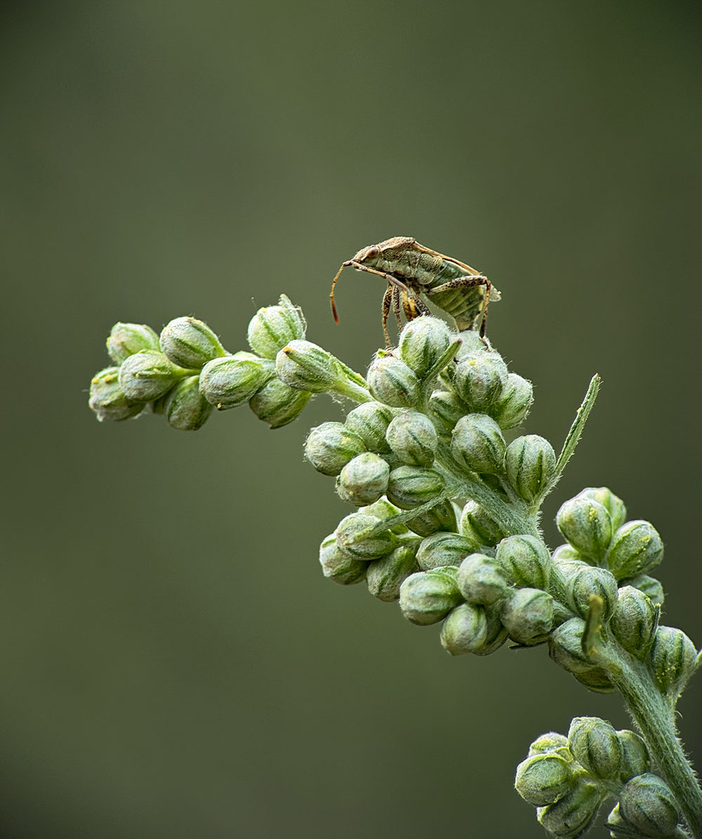 Macrofoto in het Kanaalpark in Rosmalen